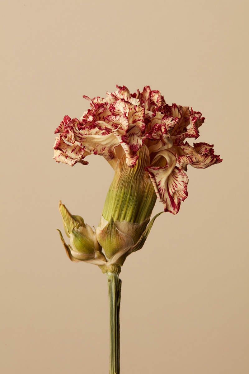 Red Floral Still Life Photography