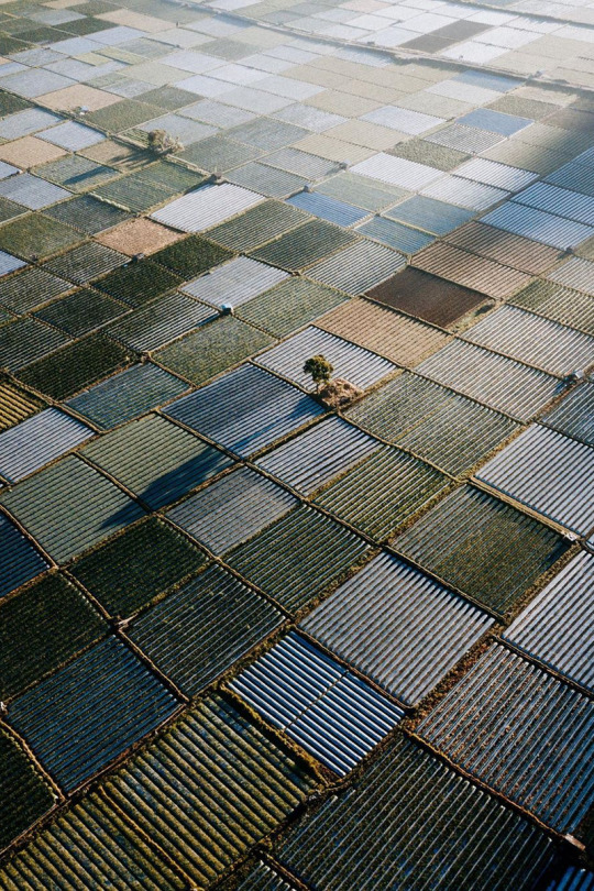 Aerial Agricultural Patchwork Landscape