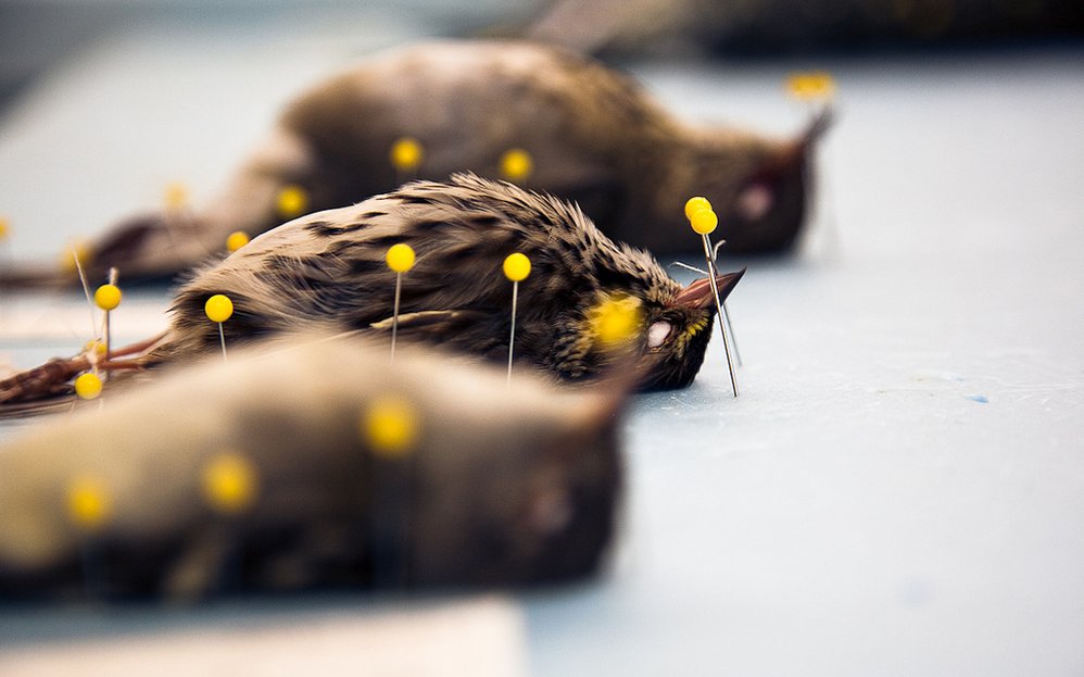 Fallen Bird With Wildflowers Nature Photography