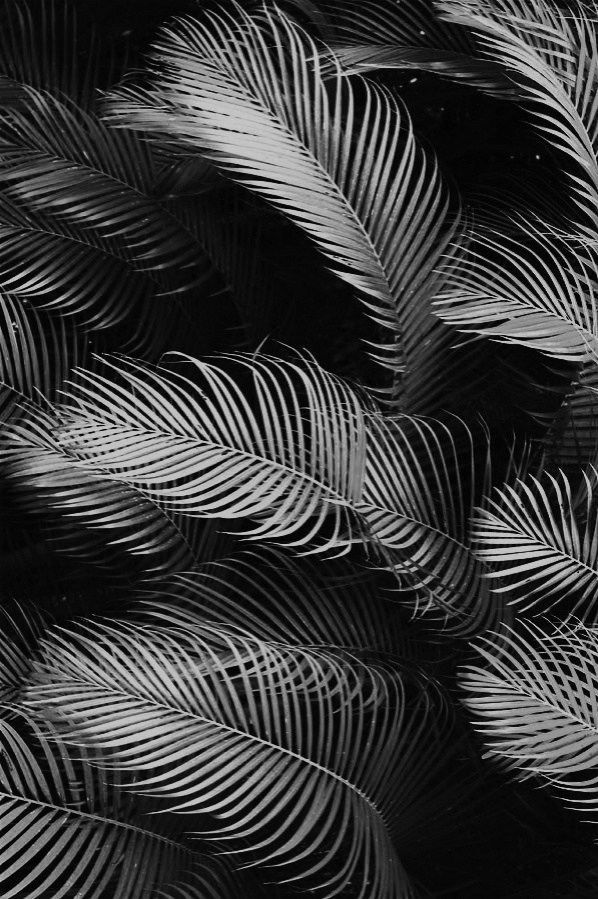 Monochromatic Palm Fronds Abstract Photography