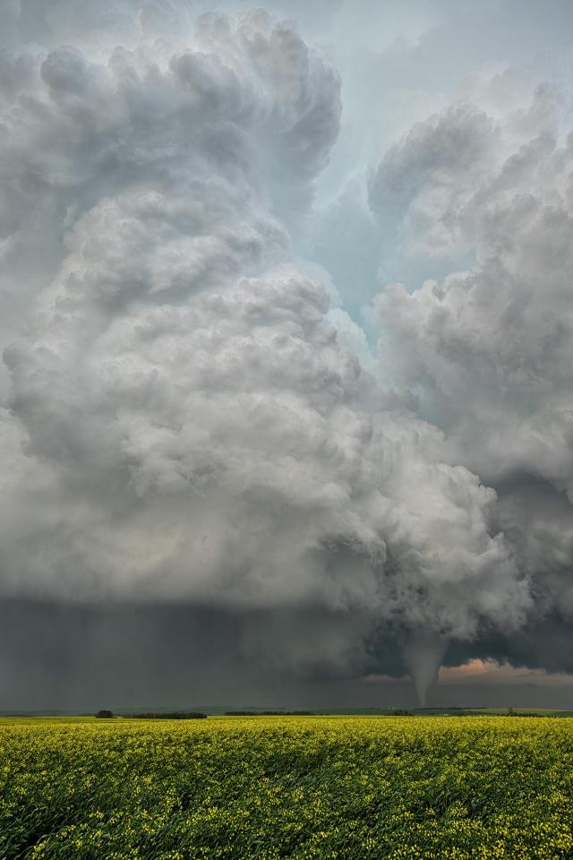 Dramatic Thunderclouds Over Golden Canola Fields
