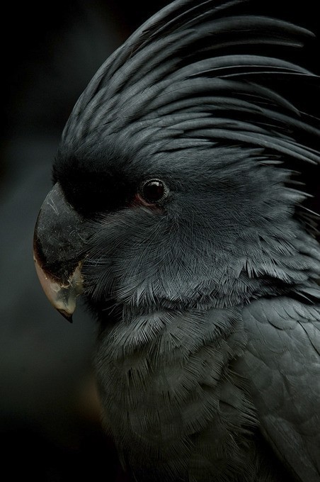 Black Palm Cockatoo Detailed Portrait
