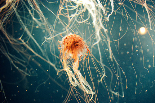 Underwater Seascape Dreamscape Photography