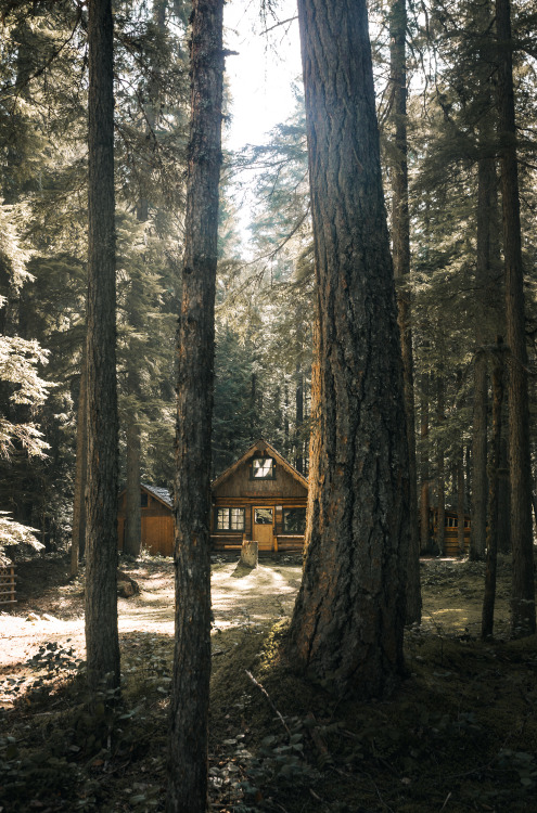 Snowy Pine Forest Landscape Photography