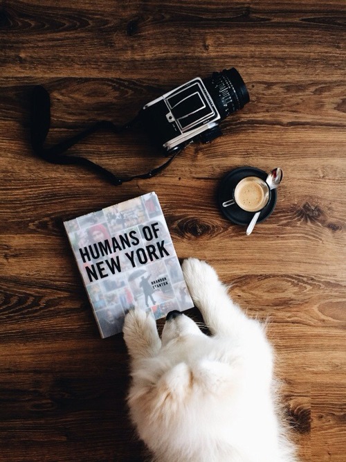 Cozy Reading Nook Interior Portrait