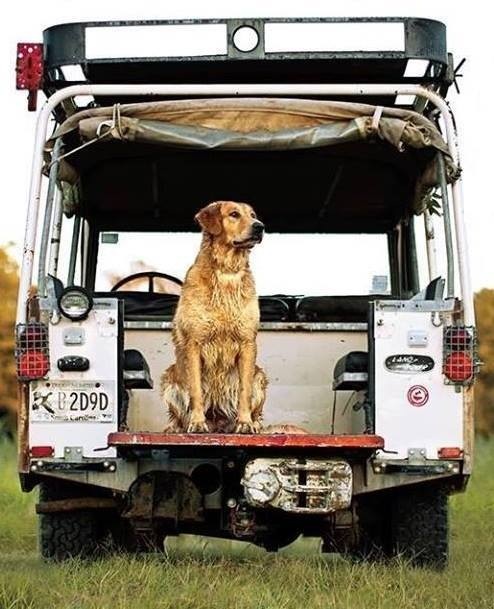 Dog And Off-road Vehicle Landscape Photography