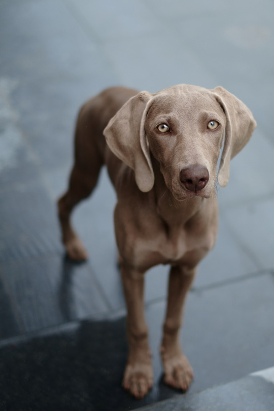 Dog Portrait Indoor Natural Lighting