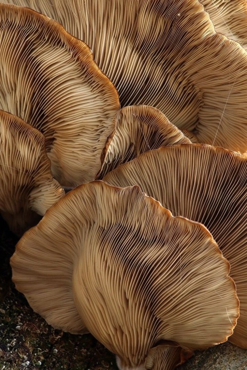 Ornate Mushroom Formations Forest Photography
