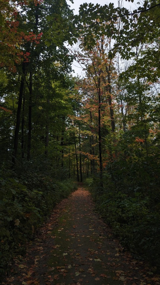 Autumnal Forest Trail Landscape Photography