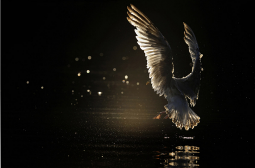 Swan Gliding On Reflective Lake Nightscape