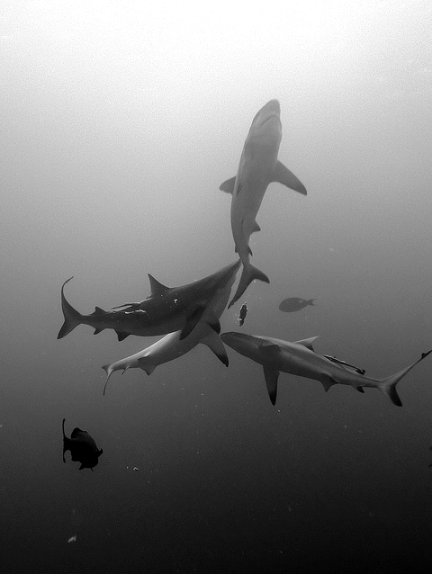Underwater Sharks Diving Photography