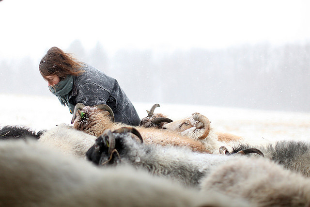 Snowy Farm With Playful Sheep Landscape