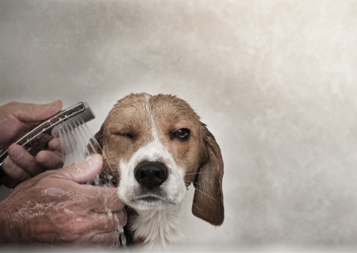 Beagle Grooming Session Portrait