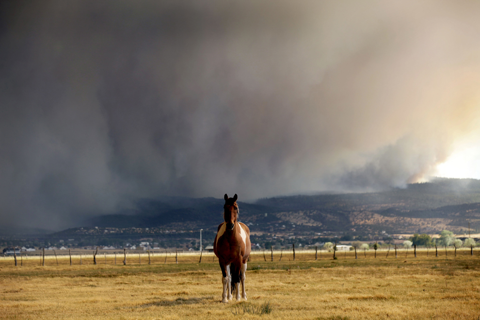 Lone Horse In Smoke-filled Field Landscape