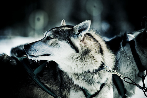 Sled Dogs In Winter Night Landscape