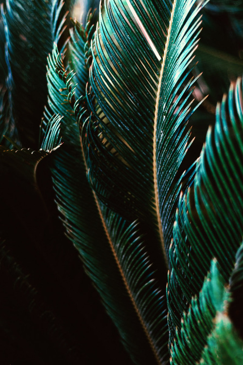 Lush Emerald Palm Forest Canopy Aerial
