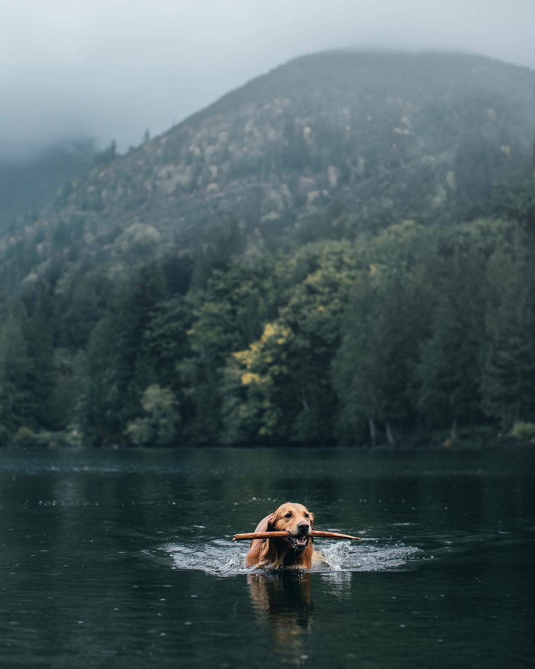 Golden Retriever Swimming Mountain Lake Landscape