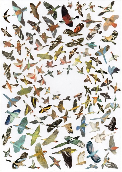 Diverse Bird Photography Nature Landscape