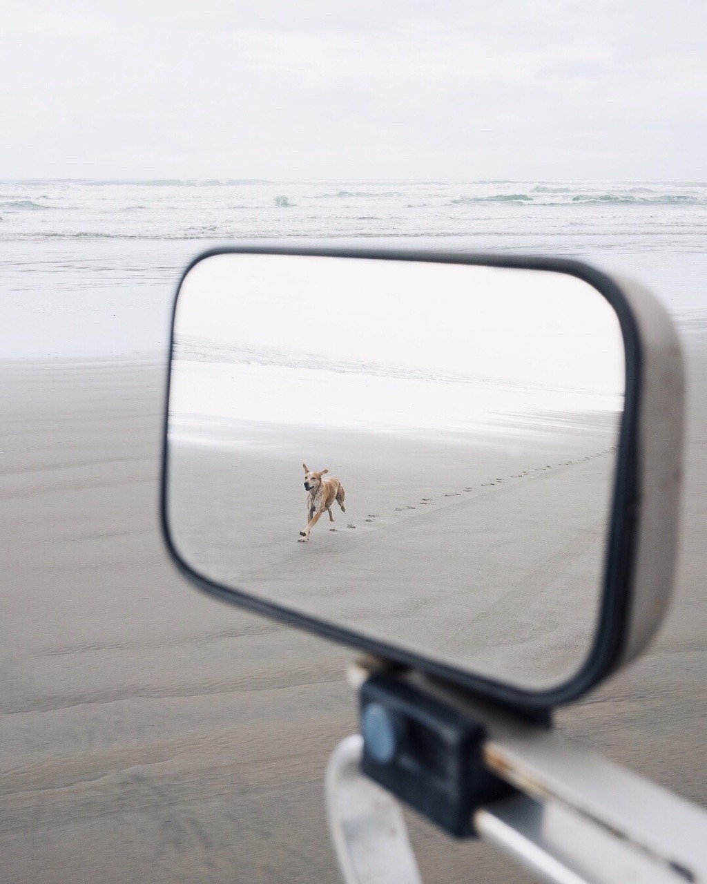 Coastal Landscape With Lone Dog Footprints