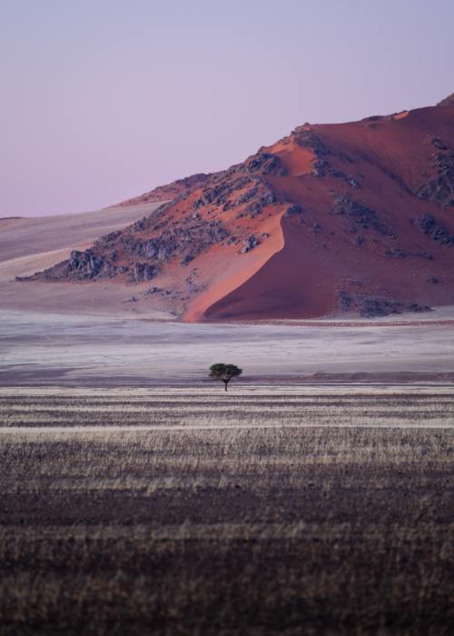 Lone Desert Tree Landscape Photography