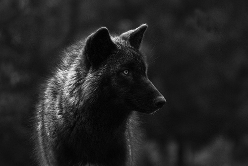 Majestic Wolf Portrait Woodland Night Scene