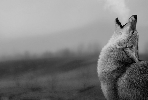 Misty Moor Landscape Photography