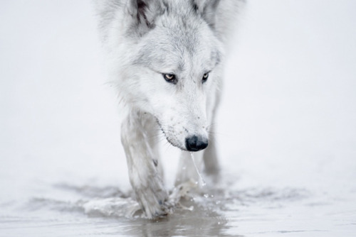 Wolf Tracks In Snow Frozen Tundra Landscape