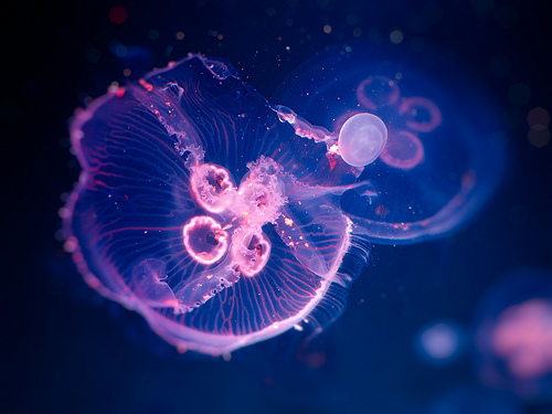 Glowing Deep Sea Jellyfish Underwater Photography