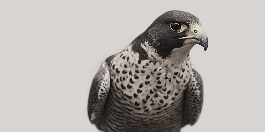 Portrait Of Majestic Peregrine Falcon