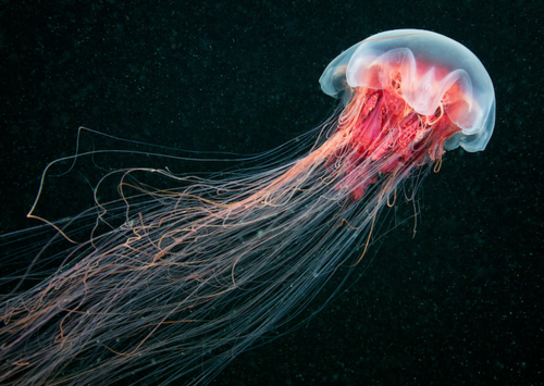 Crimson Jellyfish Ocean Underwater Photograph