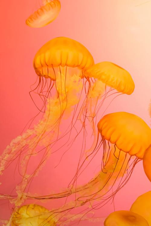 Golden Jellyfish Underwater Photography