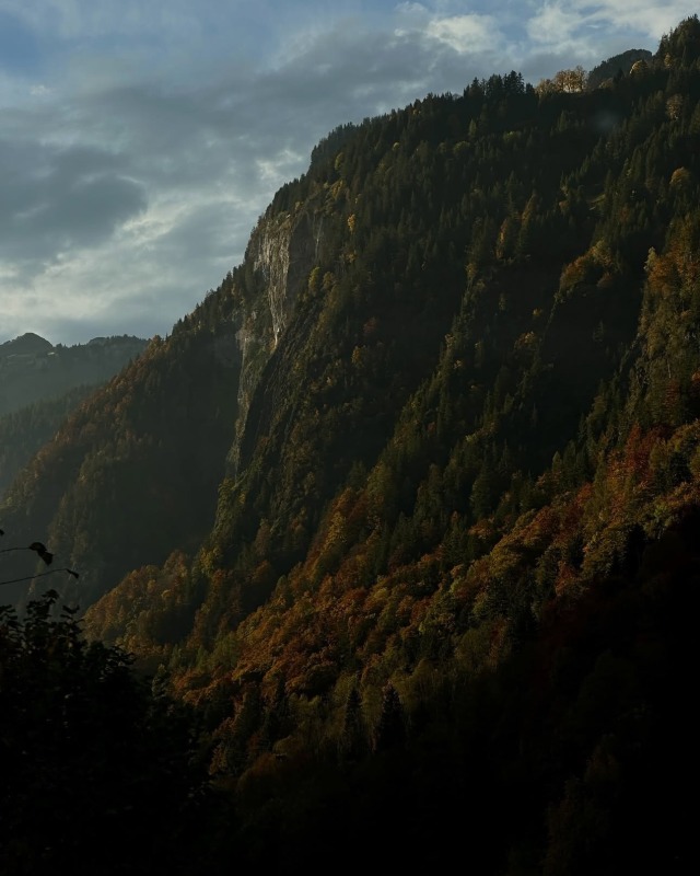 Autumn Foliage Landscape Misty Pine Forest