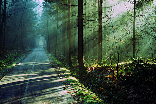 Misty Forest Trail Landscape Photography