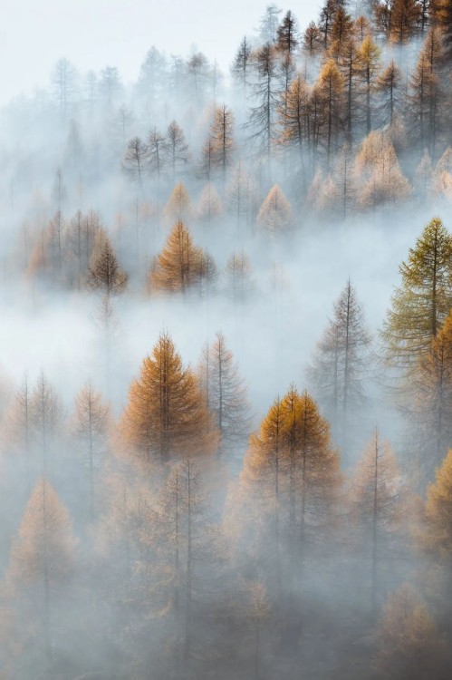 Morning mist creates layers through a mountainside forest where golden autumn larches emerge and fade in rolling fog. The atmospheric conditions give the woodland scene an almost painterly quality as trees appear and disappear in the gossamer clouds.