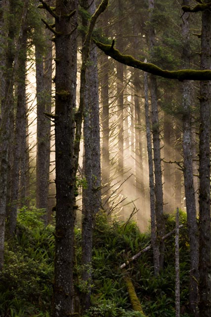 Misty Pine Forest Trail Landscape