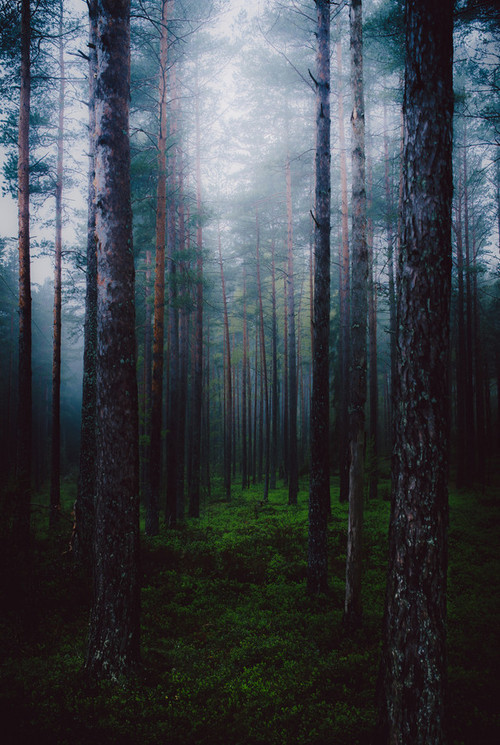 Ancient Pine Forest Landscape Photography