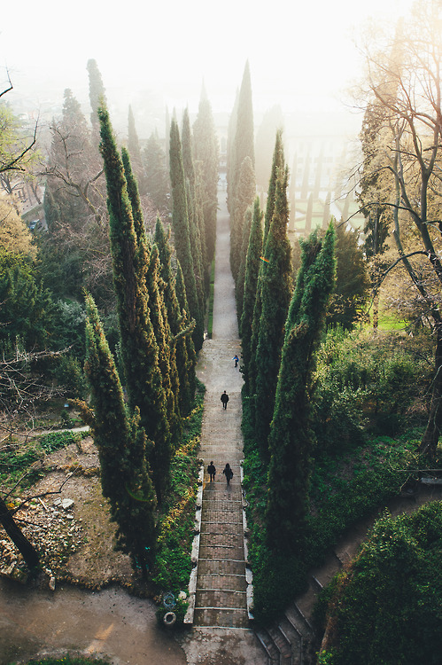 Misty Cypress Tree Tunnel Landscape