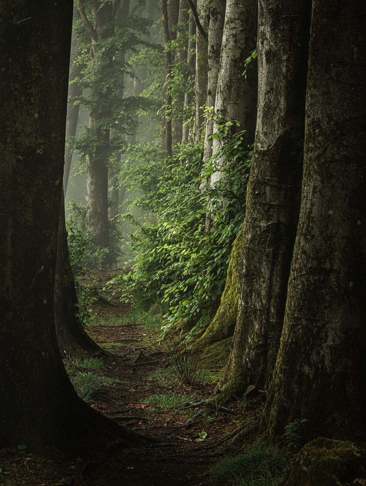 Lush Woodland Landscape Photography