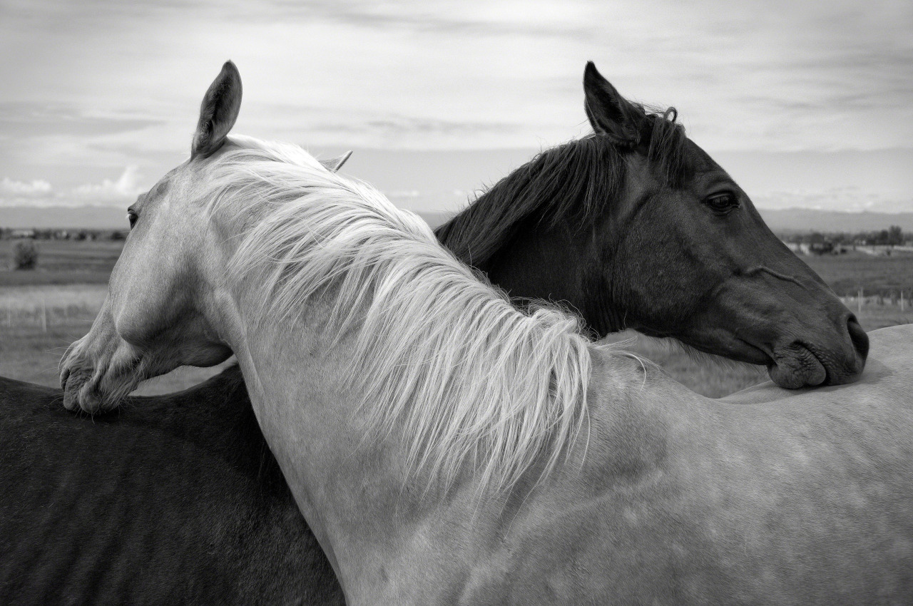Contrasting White And Black Horses Landscape