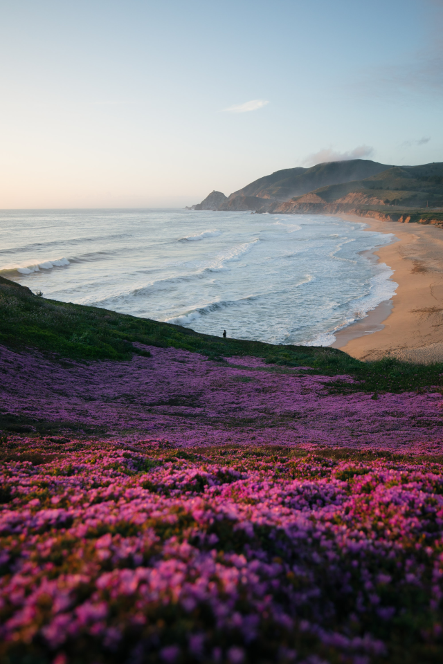 Coastal Purple Wildflower Landscape Photography