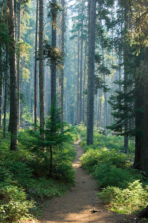 Sunlight breaks through an evergreen canopy in distinct beams, illuminating mist above a fern-lined trail. The rays create dimensional layers that reveal the forest's depth and atmospheric conditions.