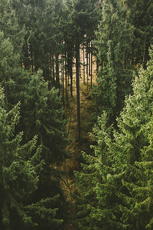 Evergreen Forest Landscape Photography