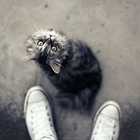 Black Cat Portrait On Pathway