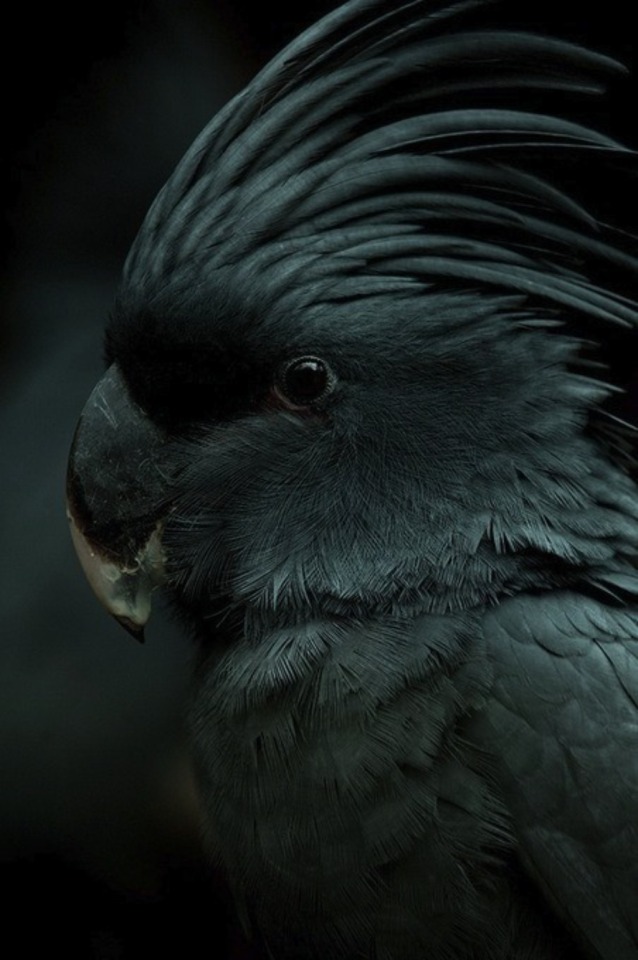 Regal Black Bird Portrait Shadows