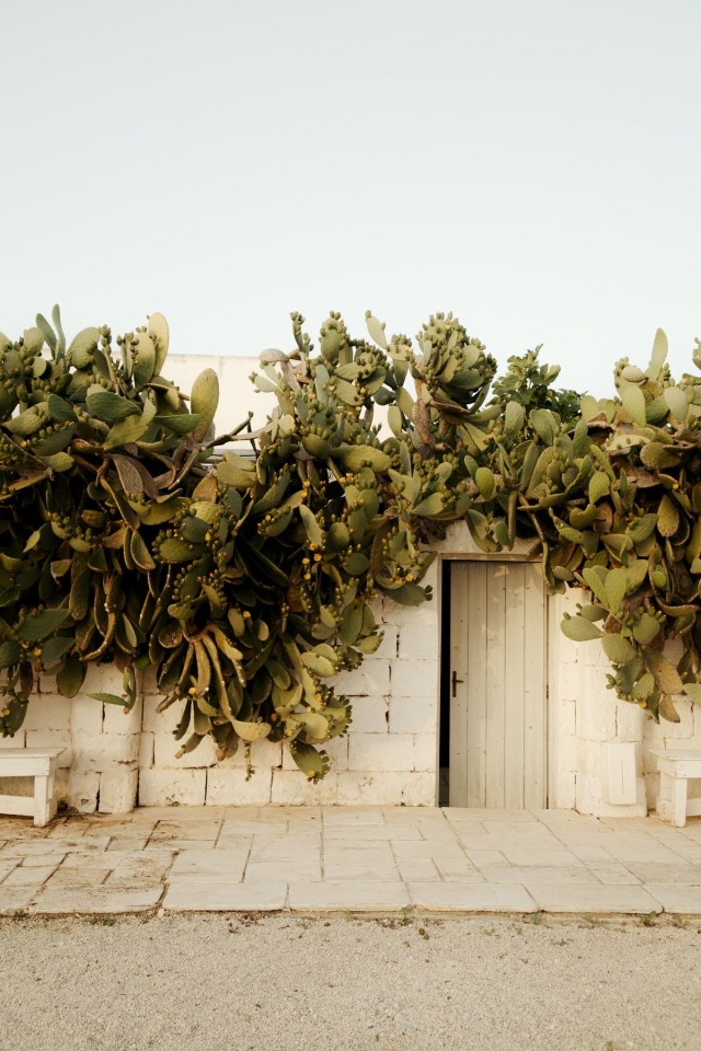 Cactus Garden Oasis Landscape Photography