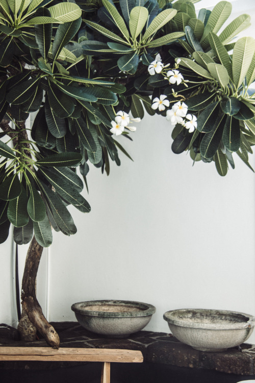 Tropical Courtyard Landscape Photography