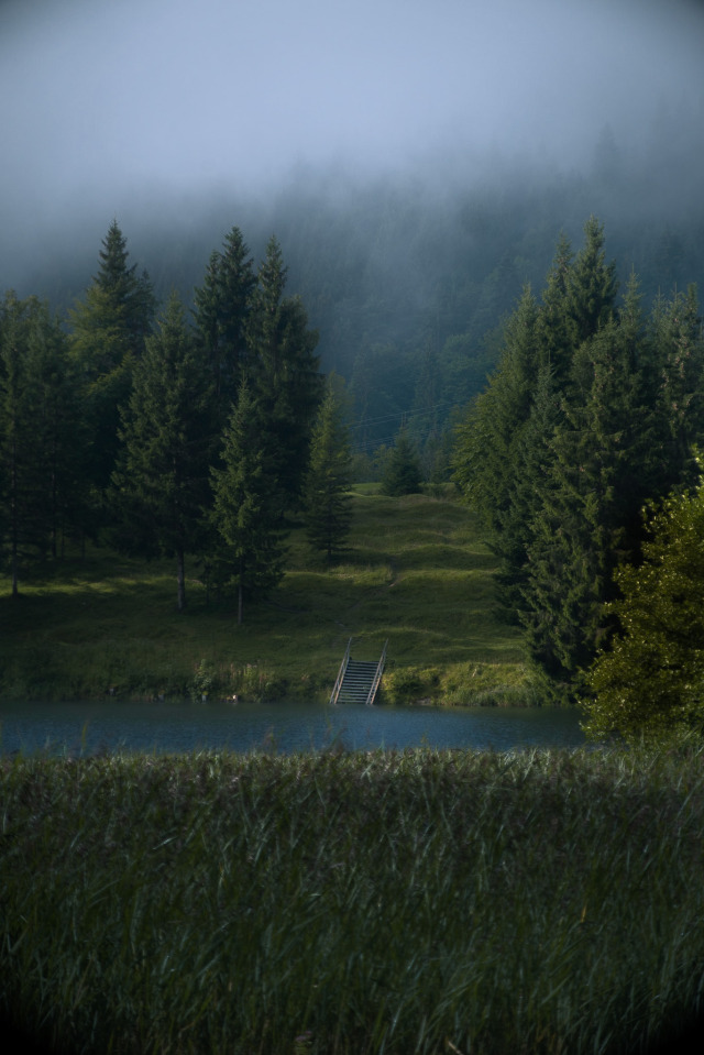 Foggy Pine Forest Landscape Photography