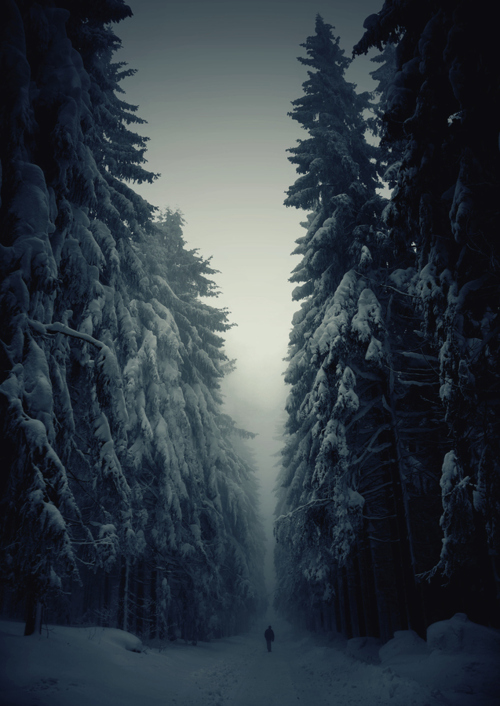 Snowy Evergreen Forest Landscape