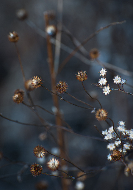 Dewy Meadow Landscape At Sunrise