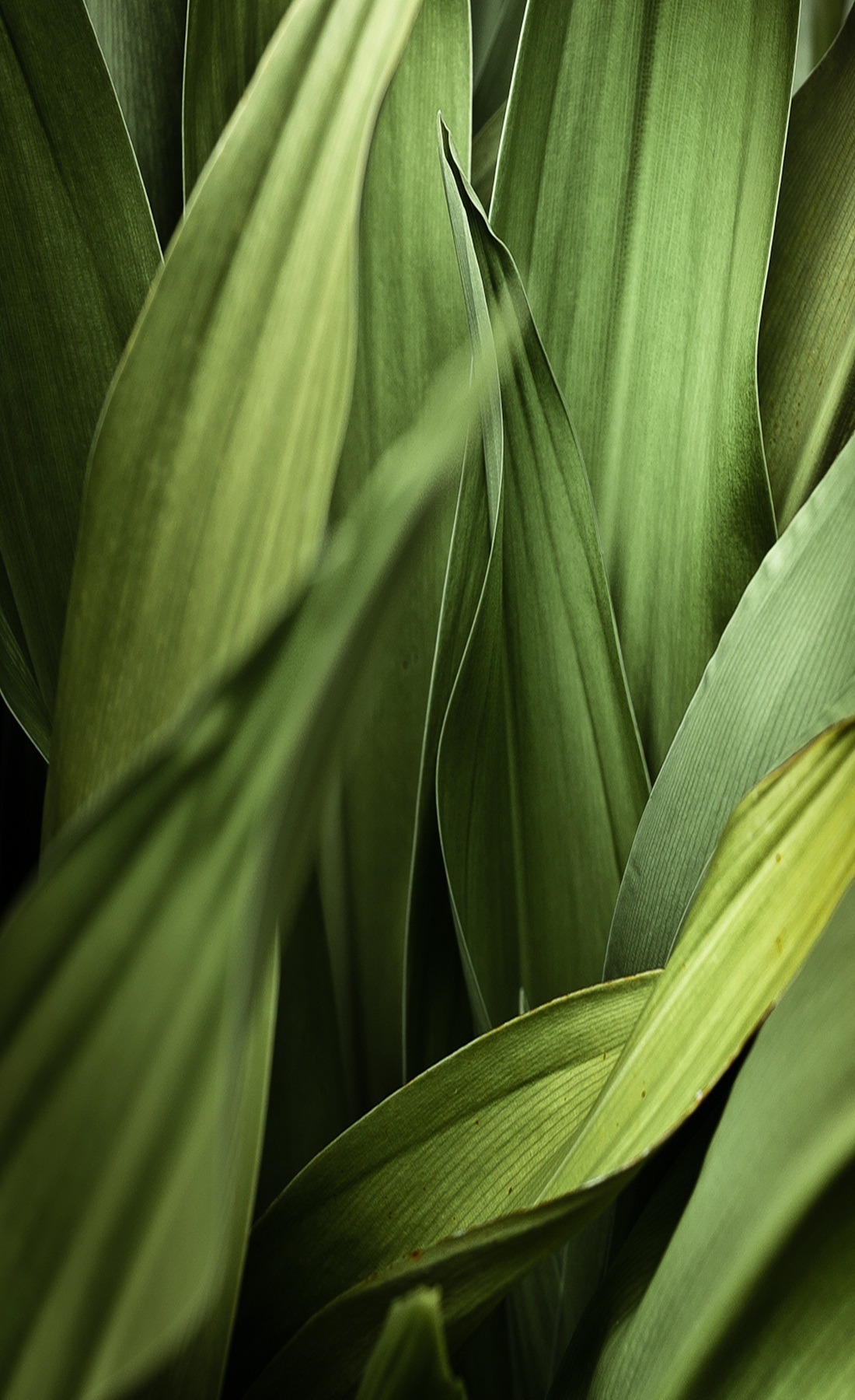 Lush Green Pathway Landscape Photography